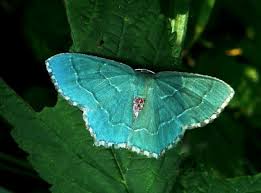 Attēlu rezultāti vaicājumam “Hemithea aestivaria”