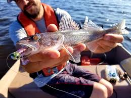 Image result for Sander canadensis