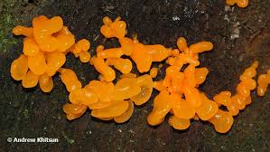 Attēlu rezultāti vaicājumam “Dacrymyces chrysospermus”