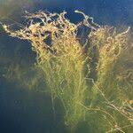 Attēlu rezultāti vaicājumam “Najas marina”