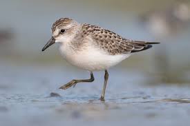 Image result for Calidris pusilla