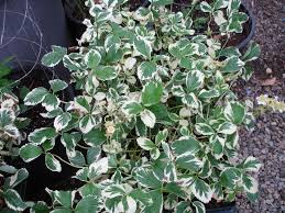 Attēlu rezultāti vaicājumam “Fragaria vesca leaf”