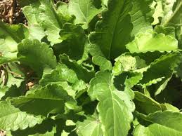 Attēlu rezultāti vaicājumam “Stachys officinalis leaf”