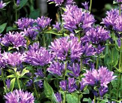 Image result for Campanula moesiaca