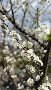 Attēlu rezultāti vaicājumam “Prunus armeniaca”