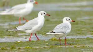 Image result for Chroicocephalus ridibundus