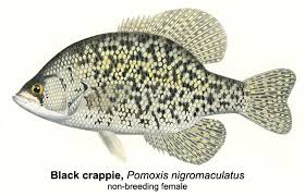Image result for Pomoxis nigromaculatus