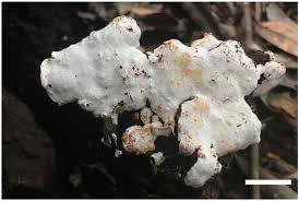 Attēlu rezultāti vaicājumam “Perenniporia subacida”