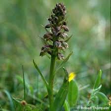 Attēlu rezultāti vaicājumam “Coeloglossum viride leaf”