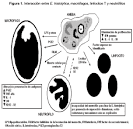 <b>Disenteria</b> amebiana | SaludBio