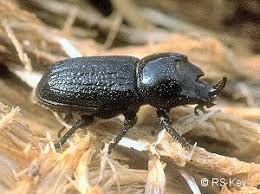 Attēlu rezultāti vaicājumam “Sinodendron cylindricum male”