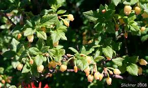 Attēlu rezultāti vaicājumam “Menziesia ferruginea”