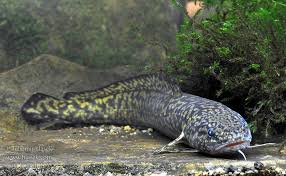 Image result for Lota lota