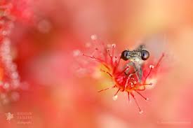 Attēlu rezultāti vaicājumam “Diderma roanense stalked”