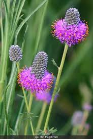 Attēlu rezultāti vaicājumam “Cribraria purpurea”