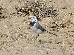Attēlu rezultāti vaicājumam “Motacilla alba”
