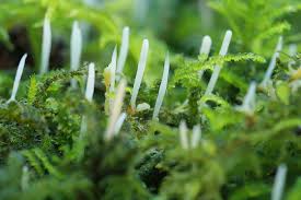 Attēlu rezultāti vaicājumam “Eocronartium muscicola”