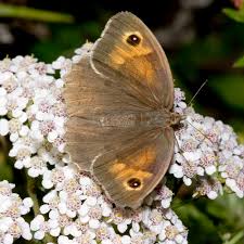 Attēlu rezultāti vaicājumam “Maniola jurtina”