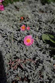 Attēlu rezultāti vaicājumam “Helianthemum nummularium”