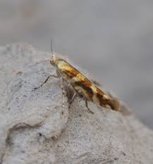 Attēlu rezultāti vaicājumam “Argyresthia goedartella”