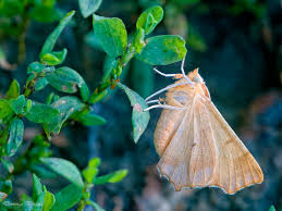 Attēlu rezultāti vaicājumam “Ennomos erosaria”