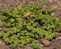 Attēlu rezultāti vaicājumam “Herniaria glabra flower”