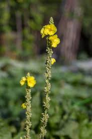 Attēlu rezultāti vaicājumam “Verbascum densiflorum bud”