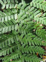 Attēlu rezultāti vaicājumam “Dryopteris expansa”