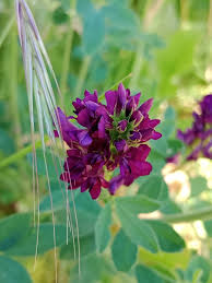 Attēlu rezultāti vaicājumam “Medicago x varia”