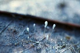 Attēlu rezultāti vaicājumam “Typhula setipes”