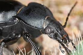 Attēlu rezultāti vaicājumam “Carabus glabratus”