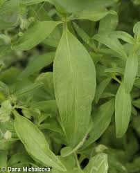 Attēlu rezultāti vaicājumam “Antirrhinum majus leaf”