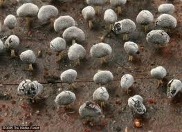 Attēlu rezultāti vaicājumam “Physarum obscurum sessile”