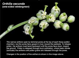 Attēlu rezultāti vaicājumam “Orthilia secunda flower”