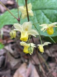 Attēlu rezultāti vaicājumam “Epimedium alpinum  flower”