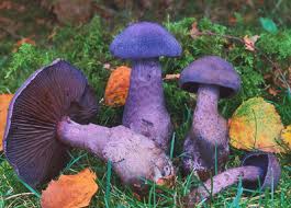 Attēlu rezultāti vaicājumam “Cortinarius violaceus”