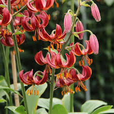 Attēlu rezultāti vaicājumam “Lilium martagon fruit”