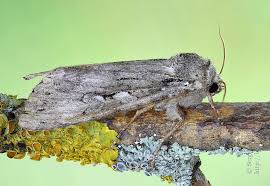 Attēlu rezultāti vaicājumam “Eurois occulta”