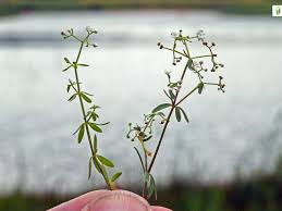 Attēlu rezultāti vaicājumam “Galium palustre fruit”