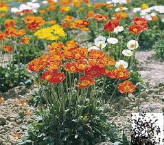 Image result for Alpenmohn