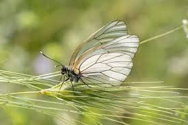 Attēlu rezultāti vaicājumam “Aporia crataegi male”