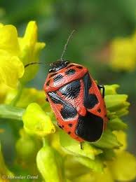 Attēlu rezultāti vaicājumam “Eurydema dominulus”