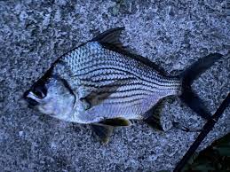 Image result for Eugerres plumieri