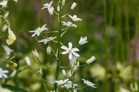 Attēlu rezultāti vaicājumam “Ornithogalum umbellatum flower”