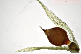 Attēlu rezultāti vaicājumam “Ephemerum serratum”