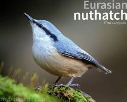 Image result for Sitta europaea