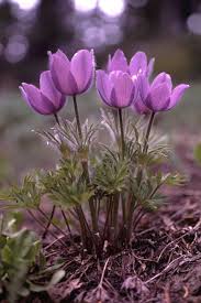 Attēlu rezultāti vaicājumam “Pulsatilla patens”