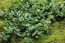 Attēlu rezultāti vaicājumam “Gaultheria cuneata”