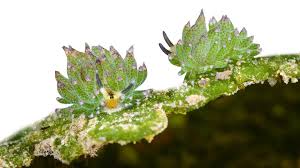 Attēlu rezultāti vaicājumam “Cephaloziella elachista macro”