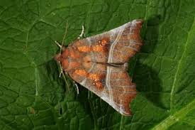 Attēlu rezultāti vaicājumam “Scoliopteryx libatrix”